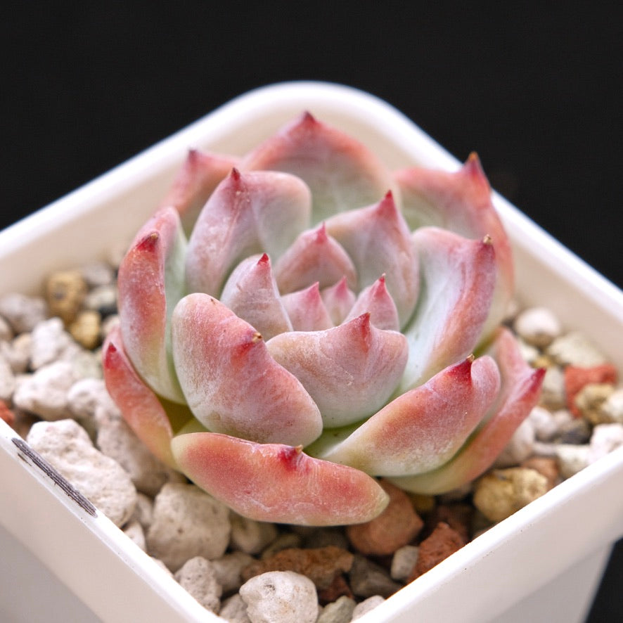 Echeveria Colosseum Korean Succulent Plant