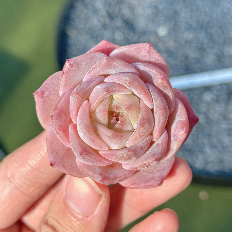 Echeveria Mystery Hybrid Succulent Plant