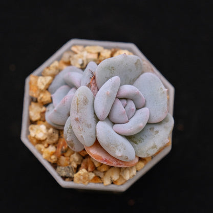 Echeveria Milk Purple Korean Succulent Plant Changhee hybrid
