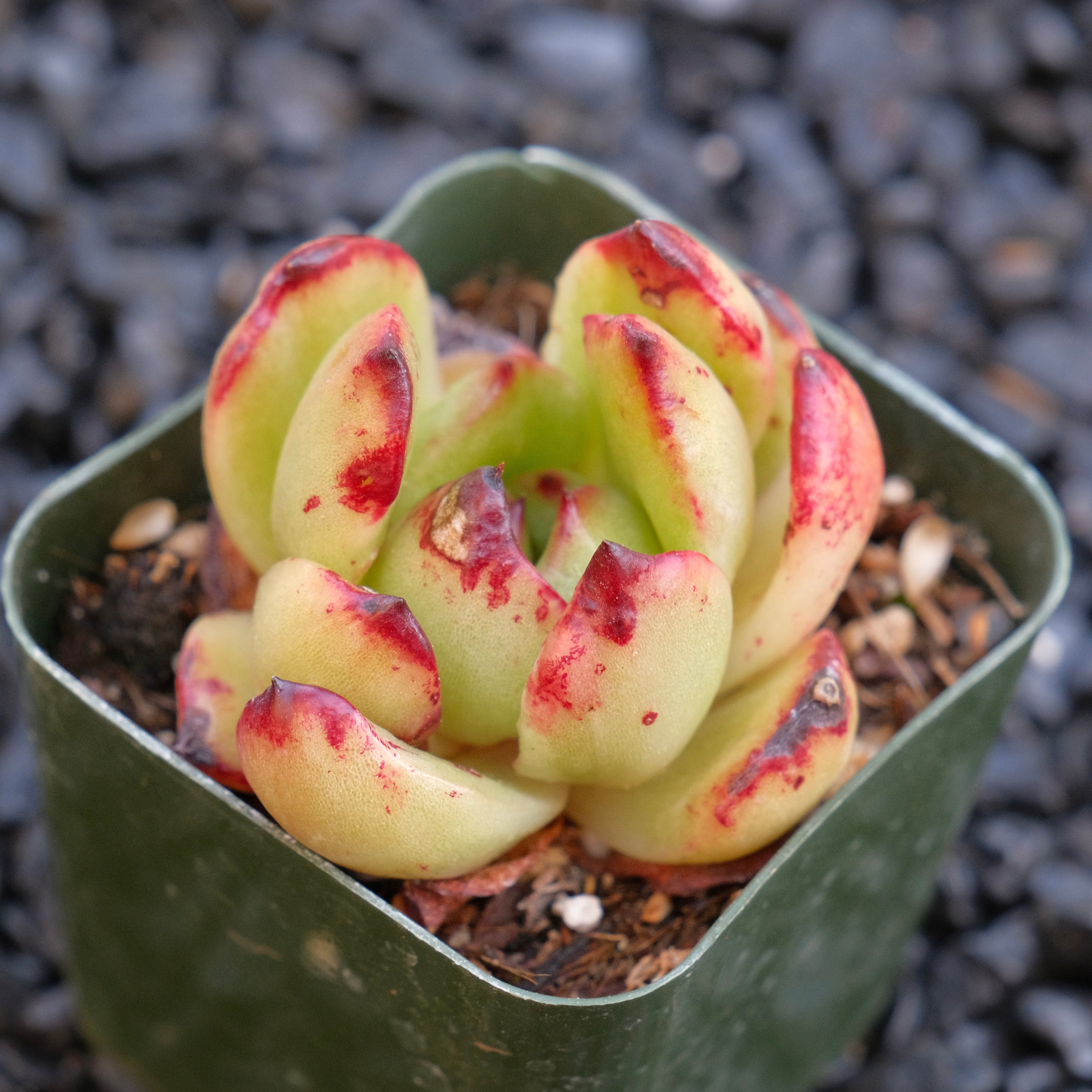 Monstrose Echeveira pulilindsayana Succulent Plant