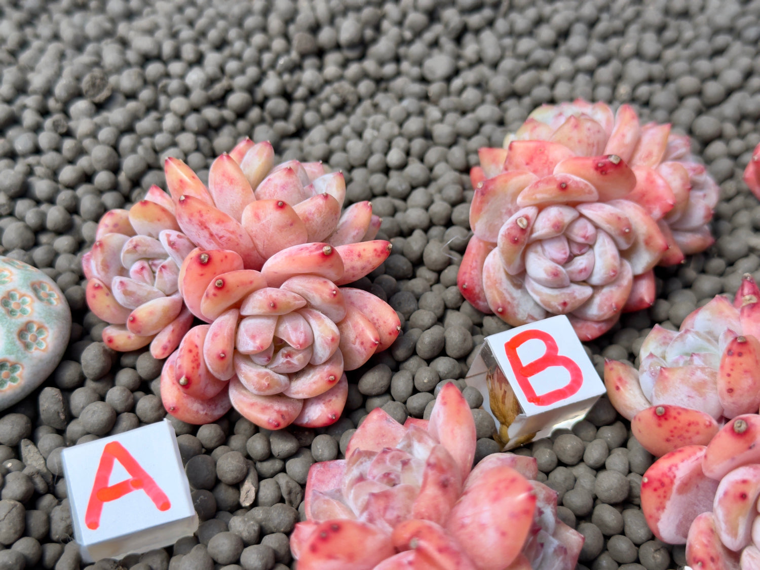 Triple Echeveria Monroe Imported Succulent Plant