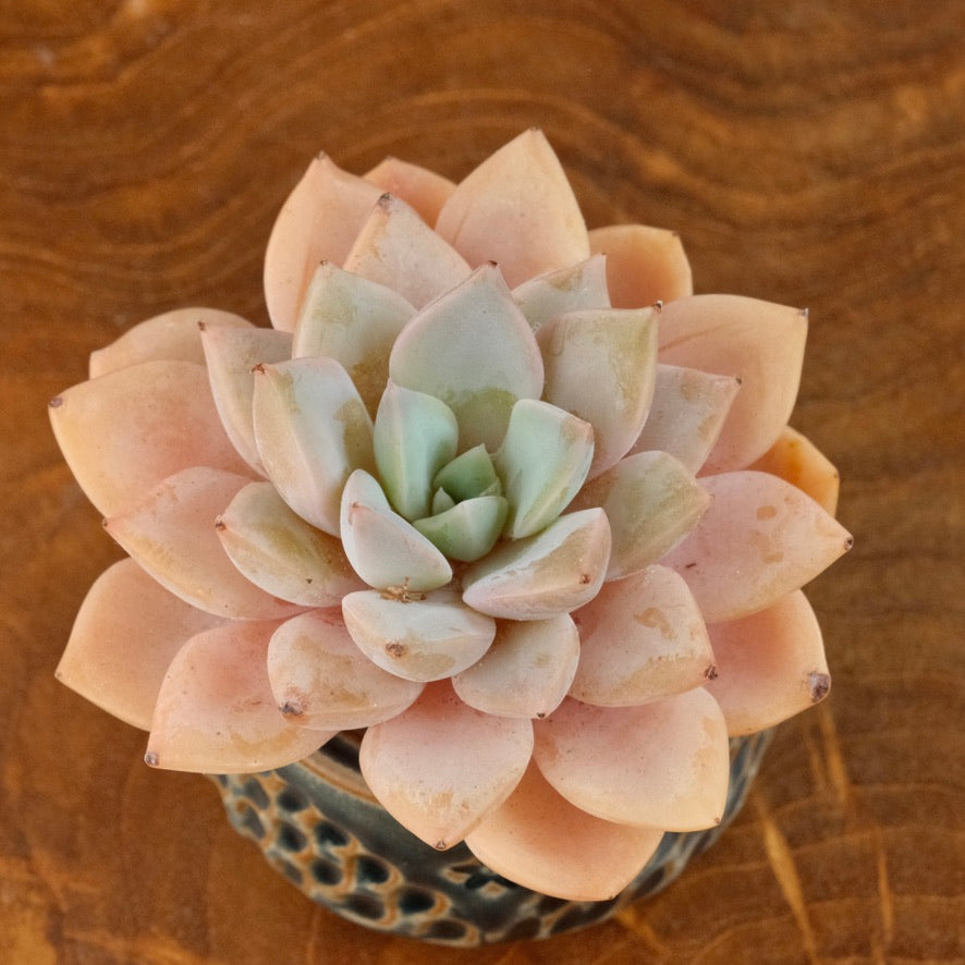 Echeveria Happy Day Korean Succulent Plant