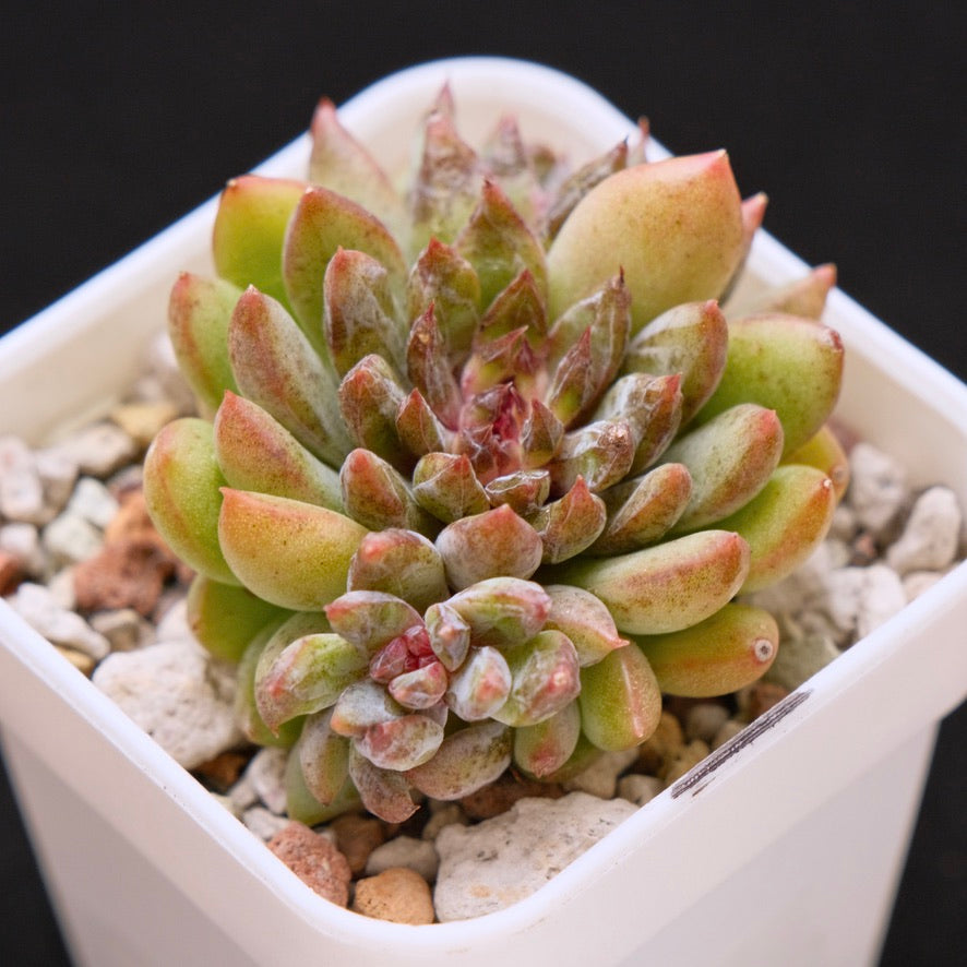 Echeveria Chanel Rose Korean Succulent Plant