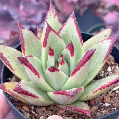 Echeveria agavoides Ebony Succulent Plant