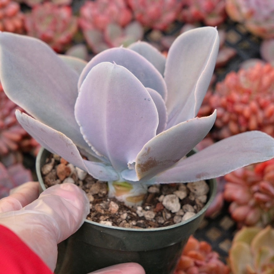 Echeveria Magnifica Succulent Plant