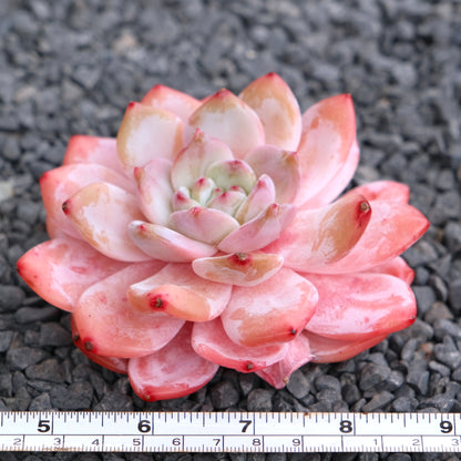 Echeveria Monroe Korean Succulent Plant