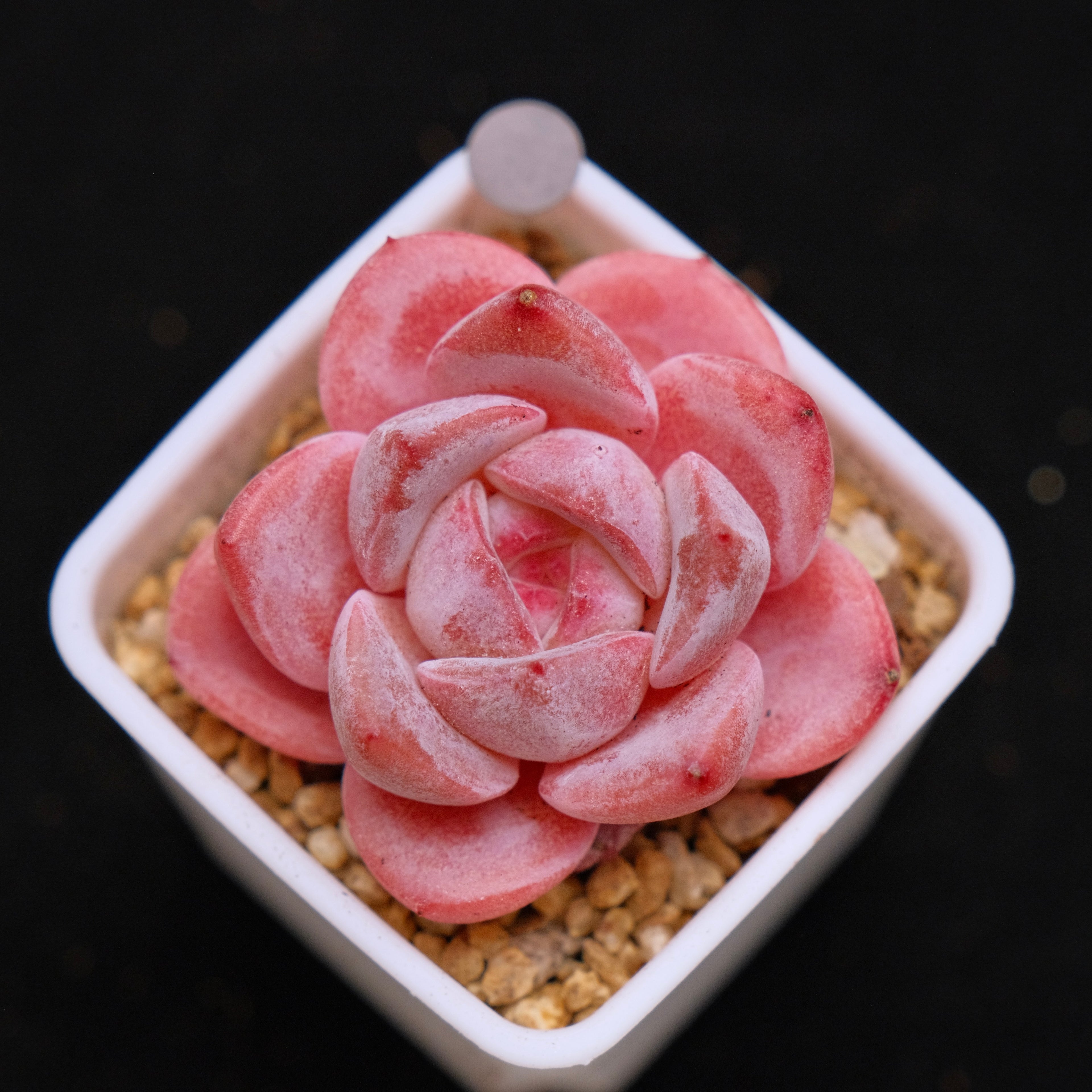 Echeveria Hyalina hybrid Imported Succulent Plant