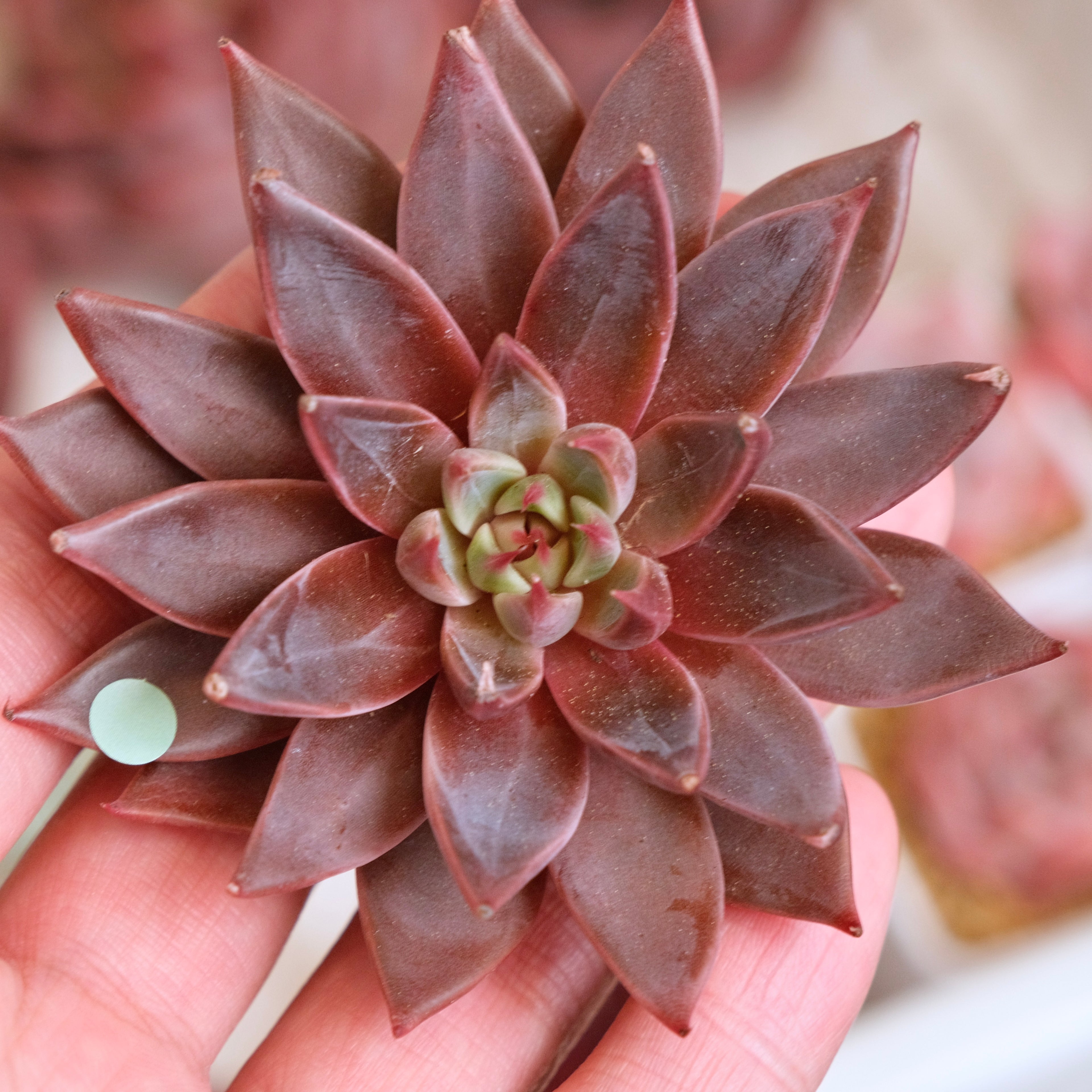 Echeveria Let&