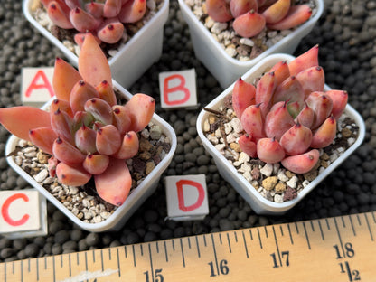 Echeveria Chelsea Korean Succulent Plant Hwaga Hybrid