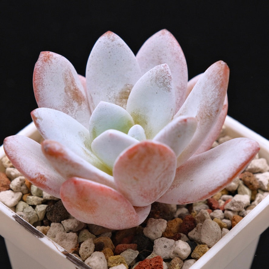 Echeveria laui Korean Succulent Plant