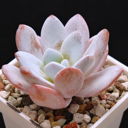 Echeveria laui Korean Succulent Plant