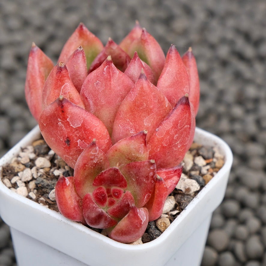 Echeveria Primori Korean Succulent Plant