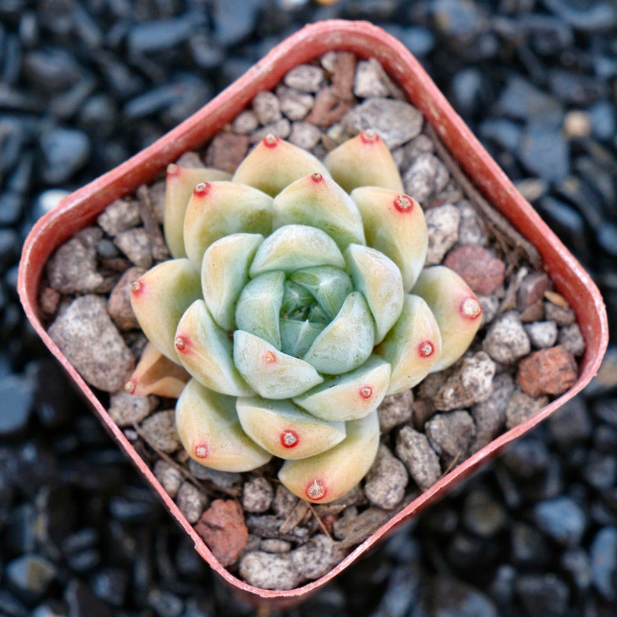 Echeveria Love Poem C Korean Imported Succulent Plant Changhee hybrid