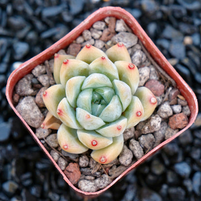 Echeveria Love Poem C Korean Imported Succulent Plant Changhee hybrid