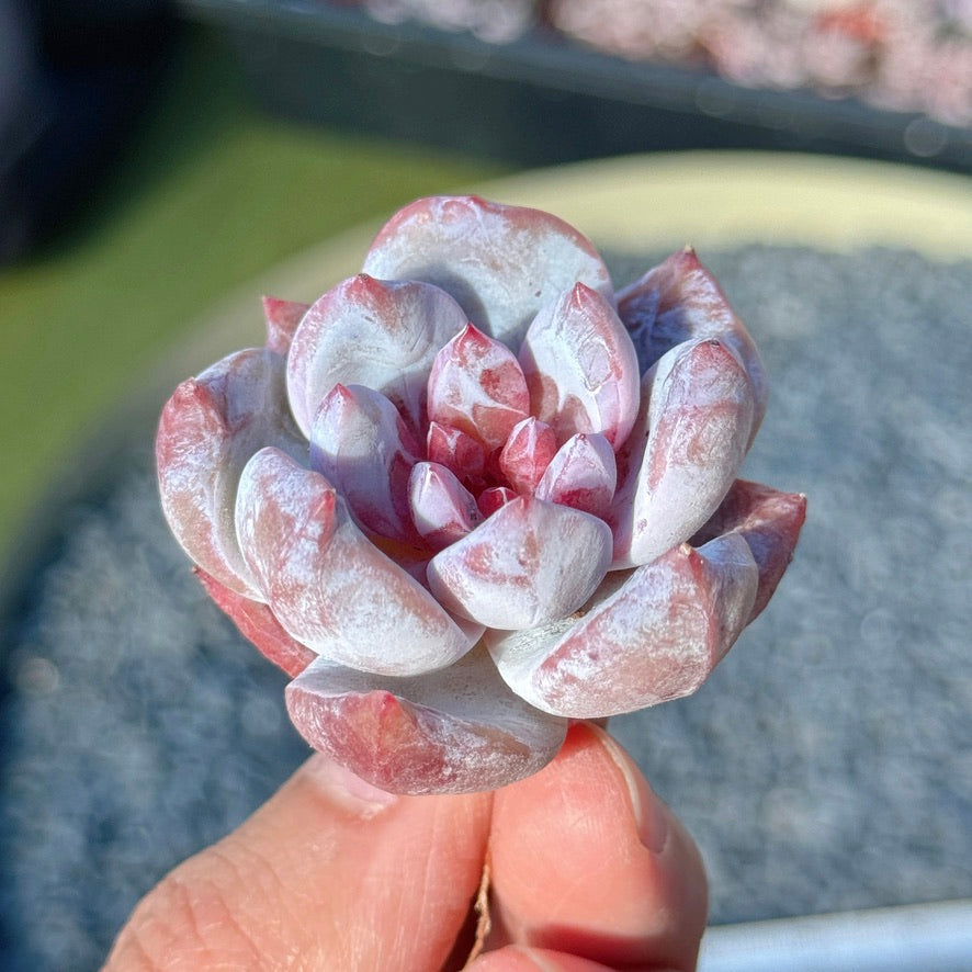 Echeveria Special Trumso Succulent Plant B