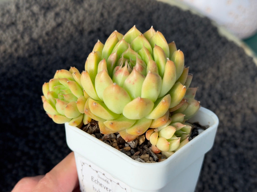 Echeveria Hybrid Imported Succulent Plant