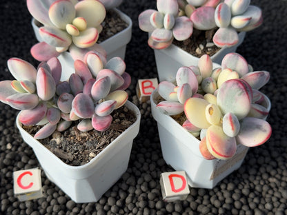 Variegated Cotyledon orbiculata Korean Succulent Plant