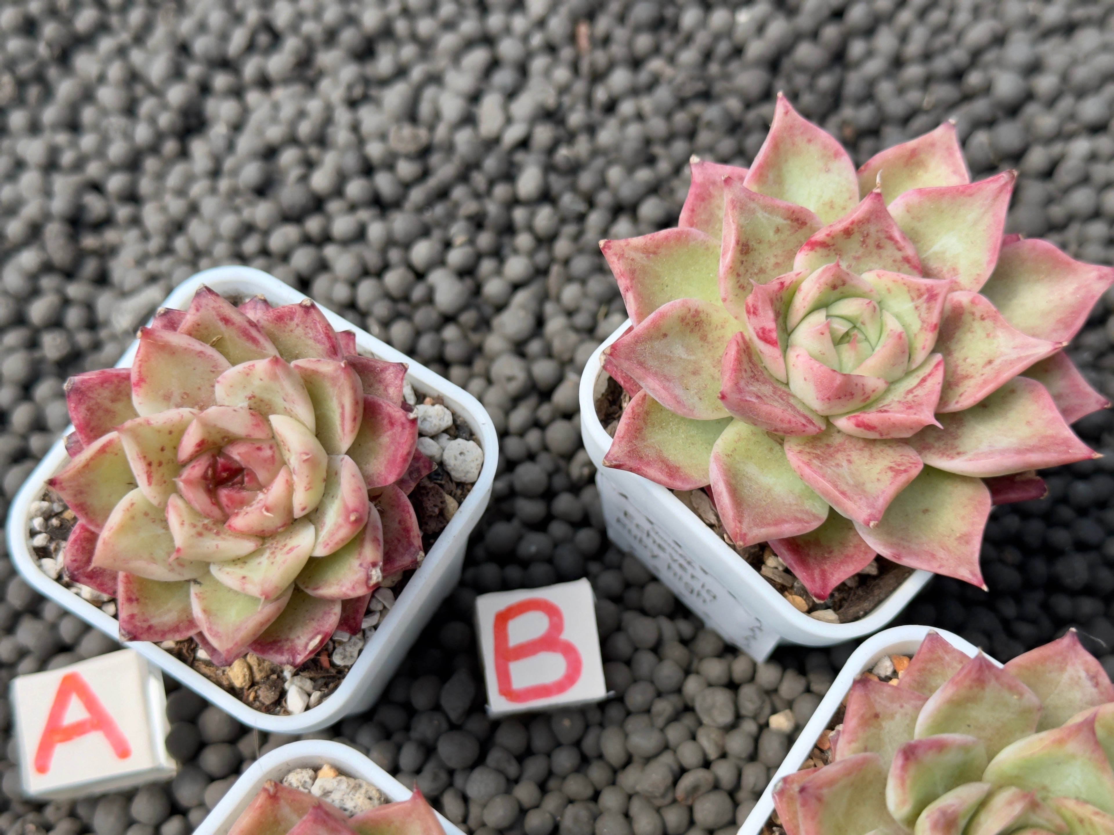 Echeveria Ruby High Korean Succulent Plant