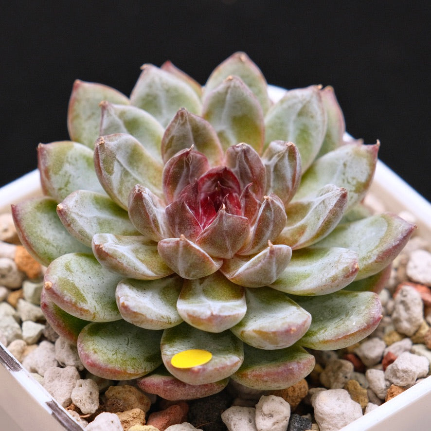 Echeveria Gem Stone Korean Succulent Plant