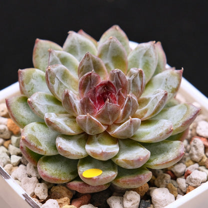 Echeveria Gem Stone Korean Succulent Plant
