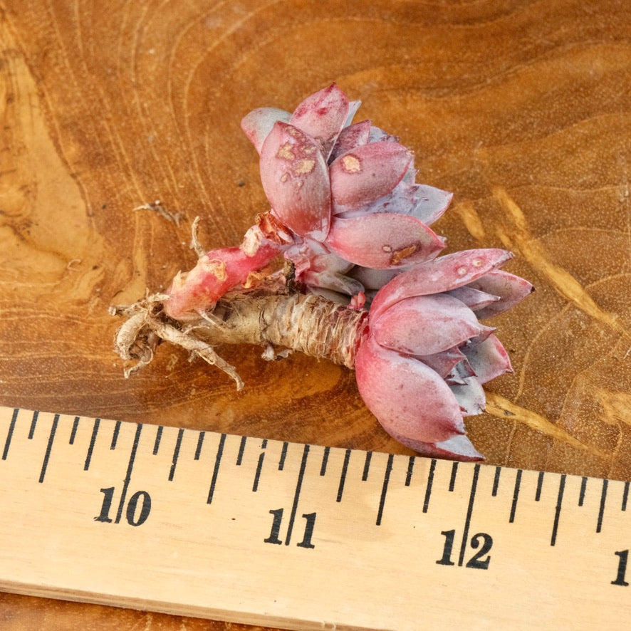 Echeveria Anything cluster Korean Succulent Plant