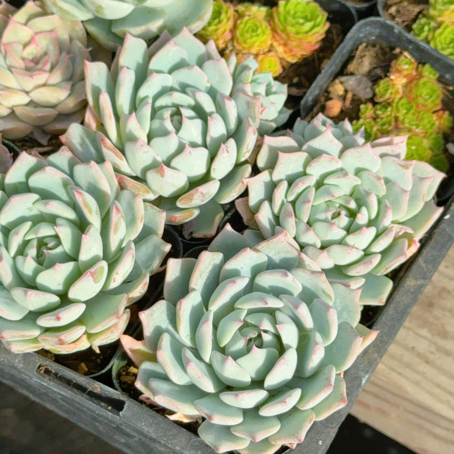Echeveria peacockii hybrid Succulent Plant