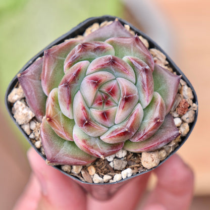Echeveria Pink Champaign x Colorata Korean Succulent Plant