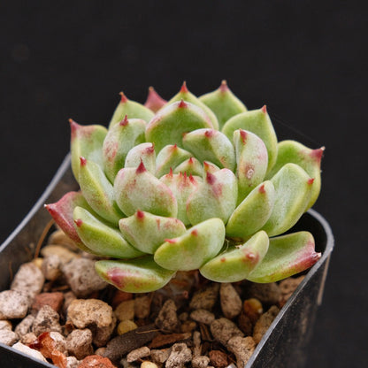 Echeveria Call Me Korean Succulent Plant Changhee Hybrid