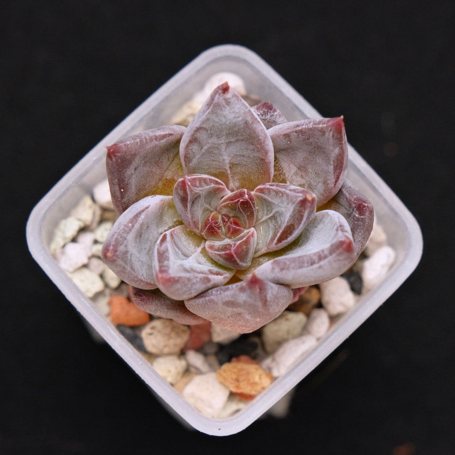 Echeveria Tremolo Korean Succulent Plant Hwaga Hybrid