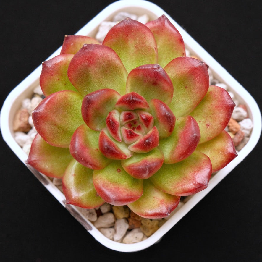 Echeveria TM Korean Succulent Plant