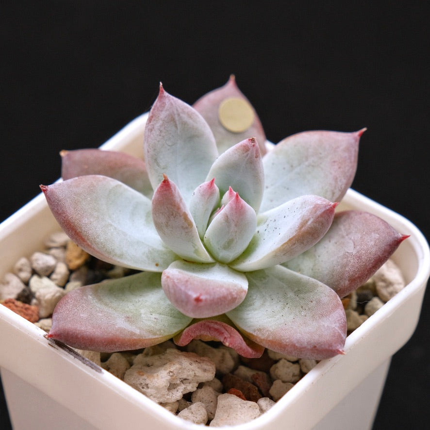 Echeveria Midnight Korean Succulent Plant