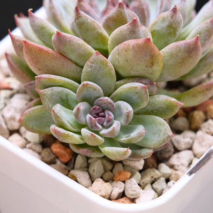 Echeveria Gem Stone Korean Succulent Plant