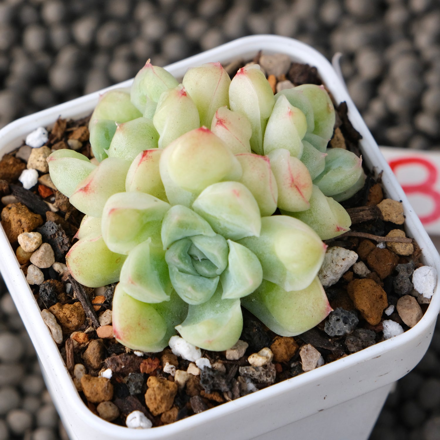 Echeveria Albidrops Korean Succulent Plant