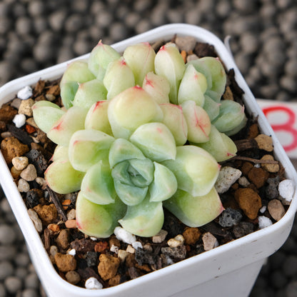 Echeveria Albidrops Korean Succulent Plant