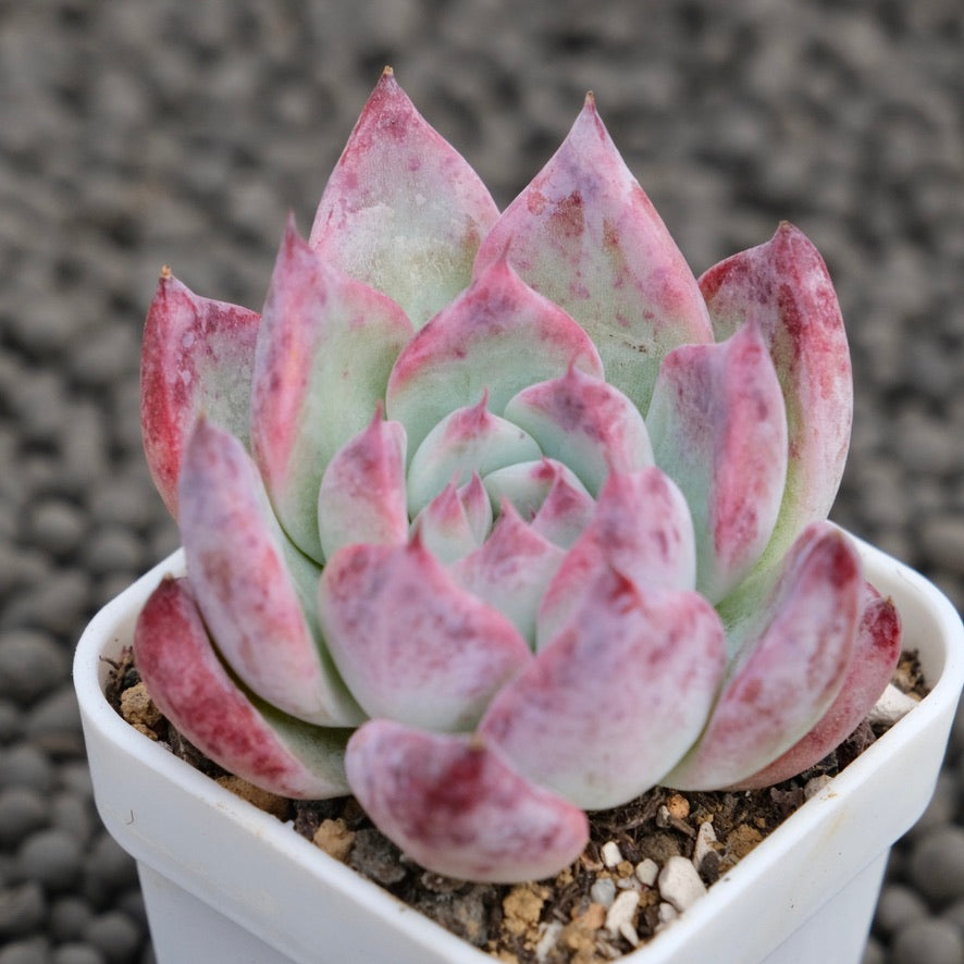 Echeveria colorata hybrid Korean Succulent Plant
