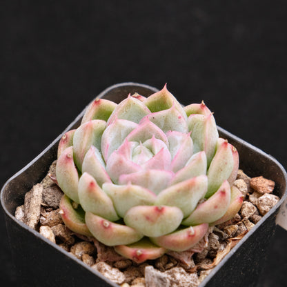 Echeveria Crystal Cream Korean Succulent Plant