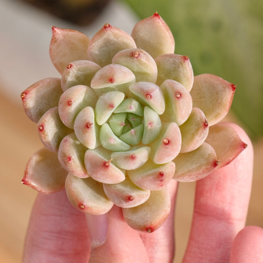 Echeveria Pantheon Korean Succulent Plant Rare Hwaga hybrid