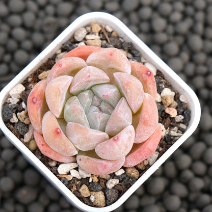 Echeveria Spring Breeze Korean Succulent Plant