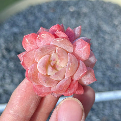 Echeveria Rosé Succulent Plant D