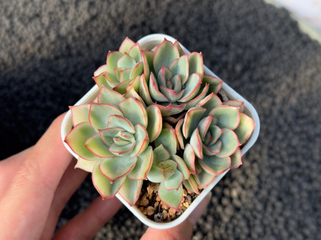Variegated Echeveria Esther Korean Succulent Plant