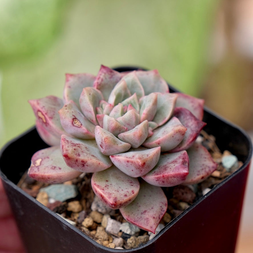 Echeveria Bloody Mourning Korean Succulent Plant