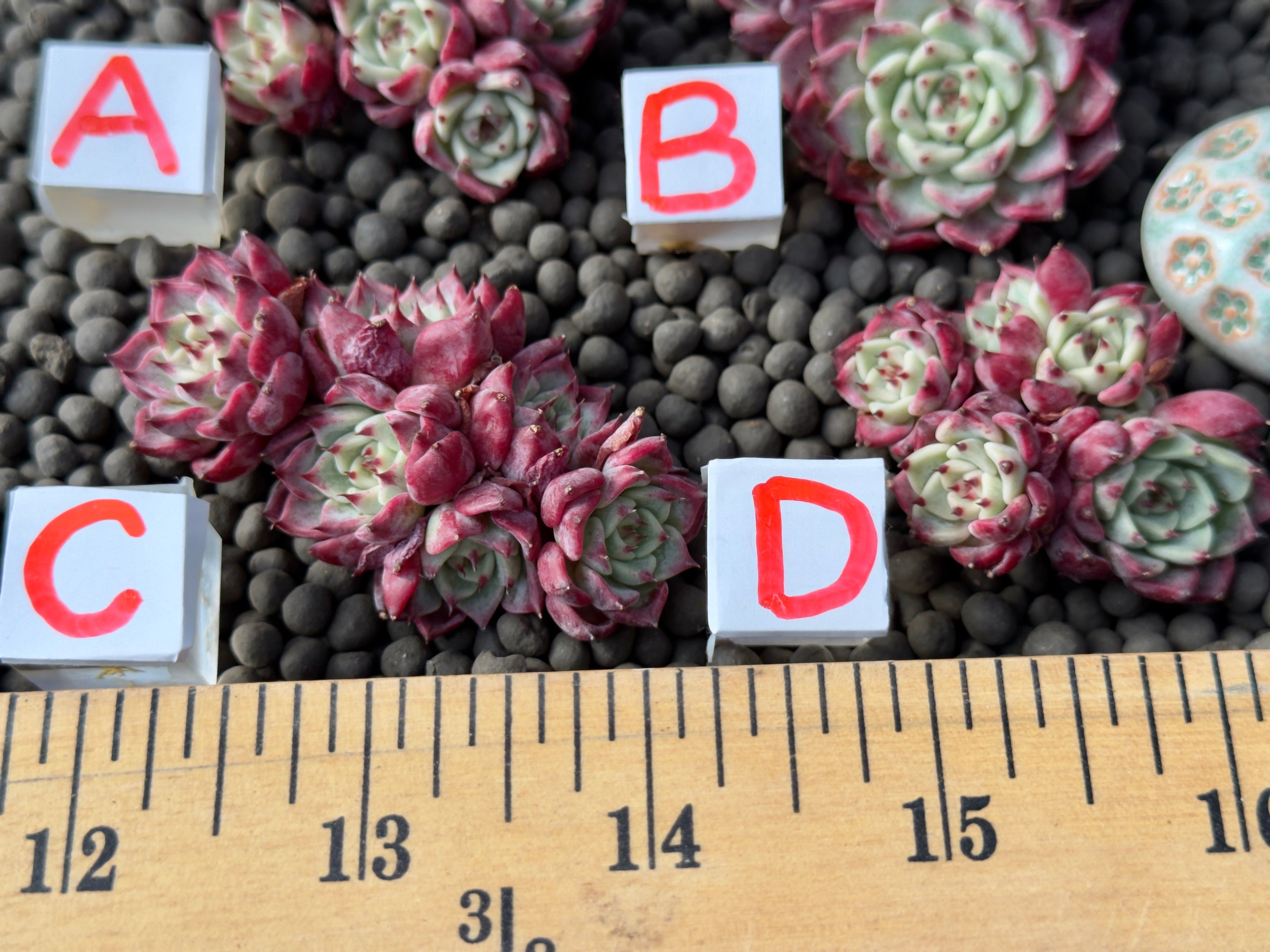 Echeveria Sarahime Imported Succulent Plant