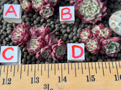 Echeveria Sarahime Imported Succulent Plant