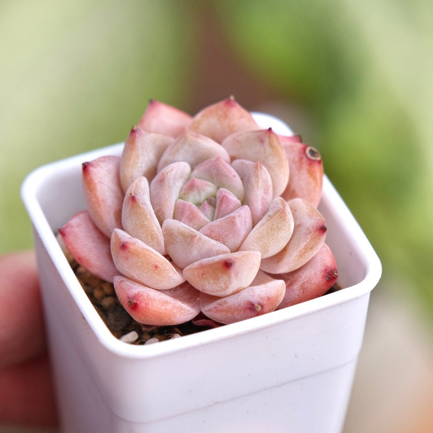 Echeveria hyalina hybrid Succulent Plant