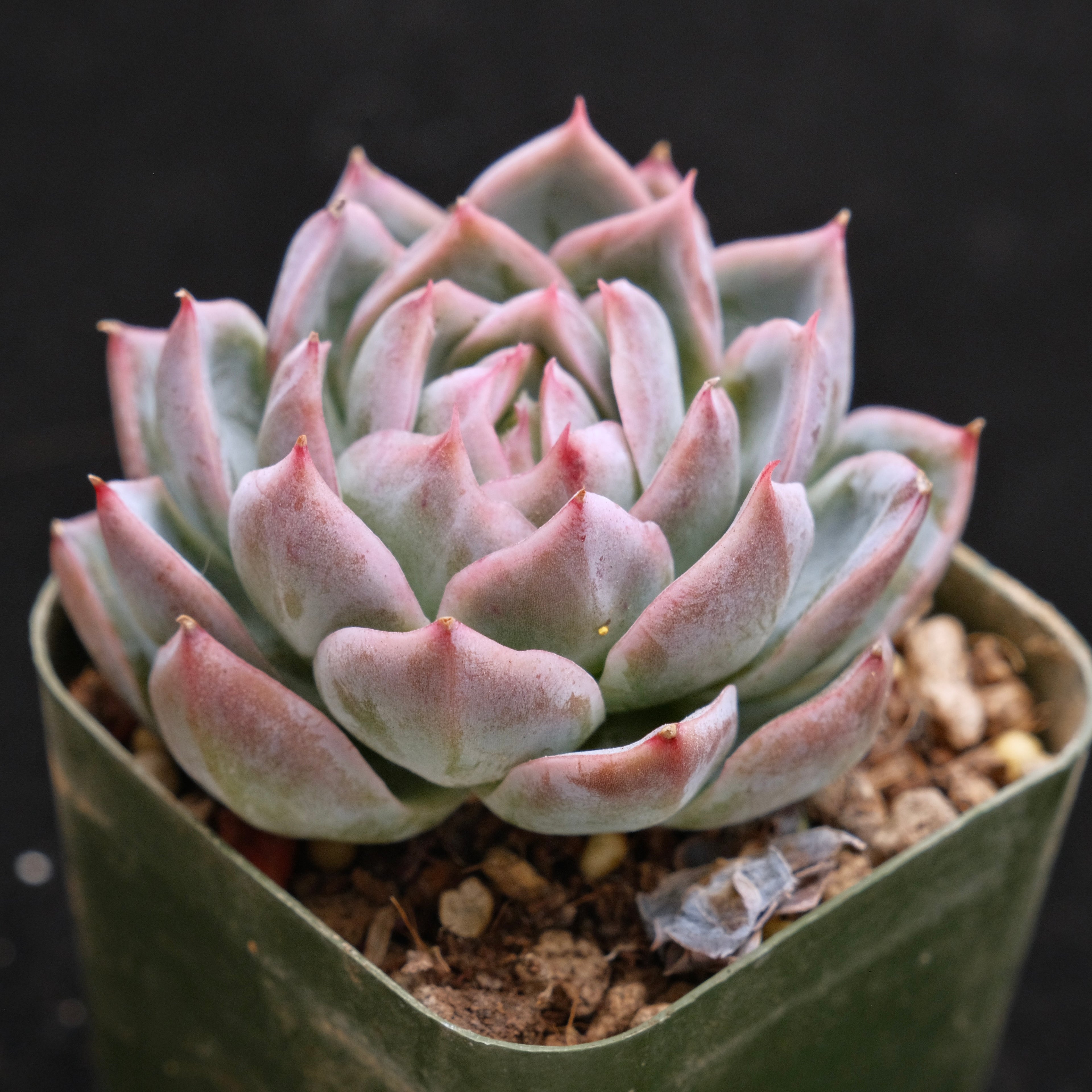 Echeveria Purple Ice Korean Succulent Plant *Rare*