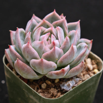 Echeveria Purple Ice Korean Succulent Plant *Rare*
