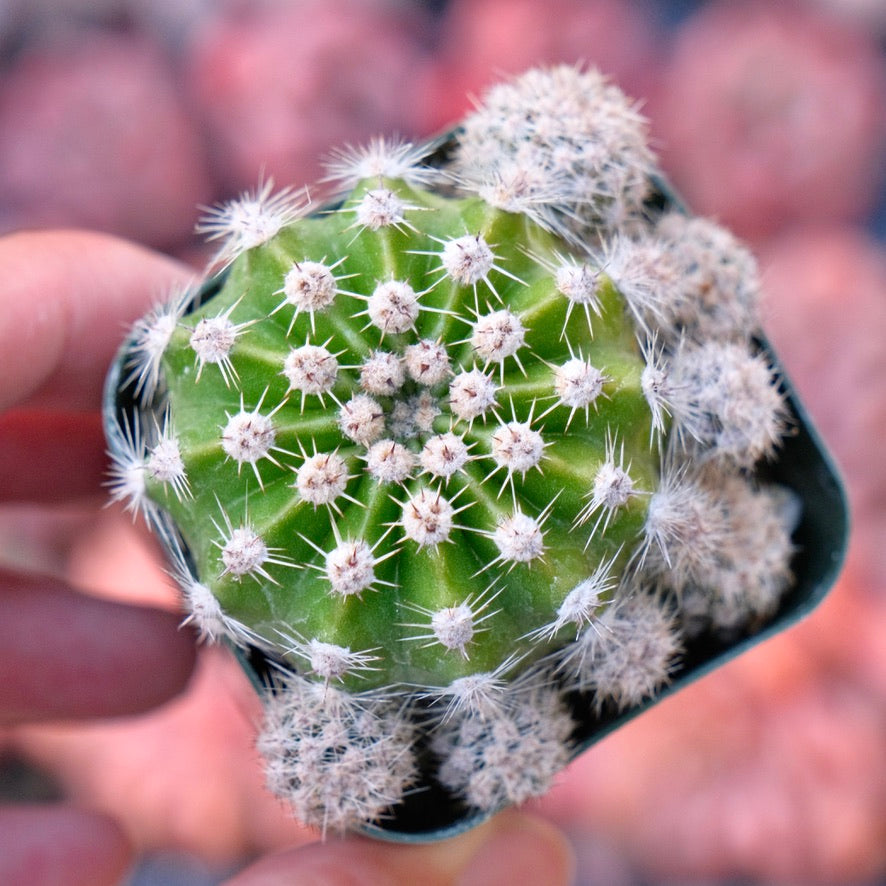 Echinopsis subdenudata Succulent Plant