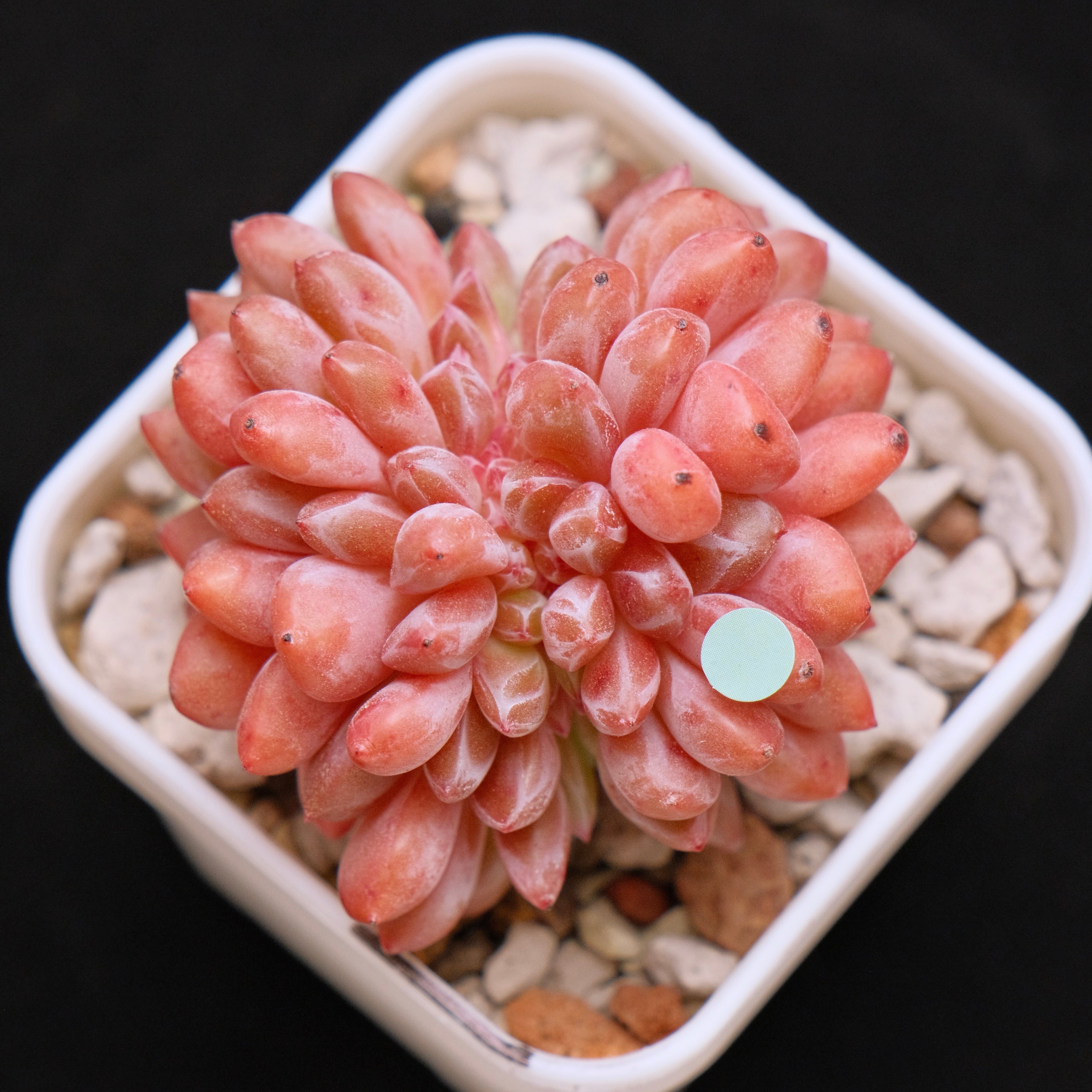 Crested Echeveria Ariel Korean Succulent Plant