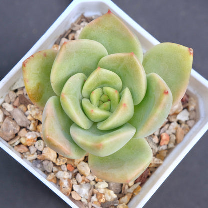 Echeveria Beltana Succulent Plant