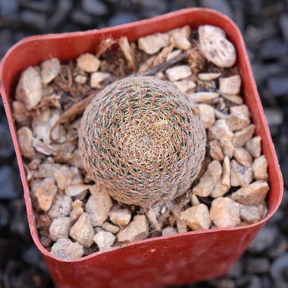 Rebutia Heliosa Locally Grown Succulent Plant
